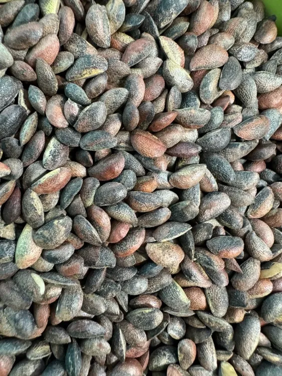 厚皮川黄柏种子（大叶核桃皮品种）高纯度、包发芽！