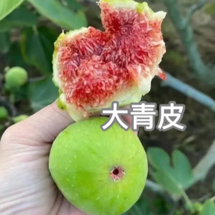 【原盆原土】买一送一五大经典款无花果苗地栽盆栽南北方种好养耐寒