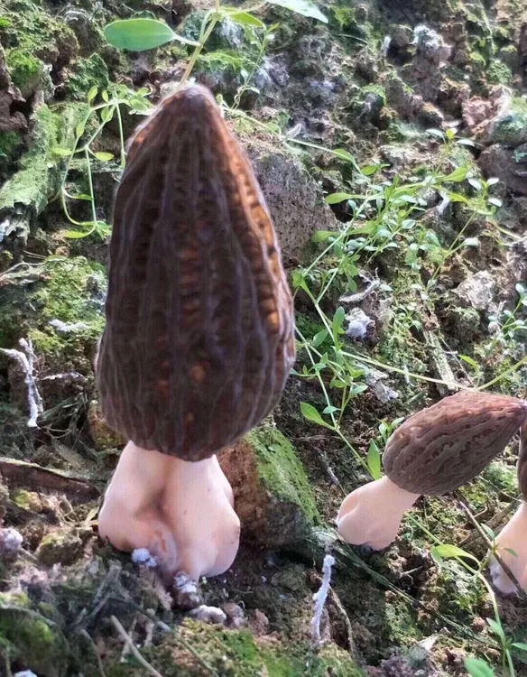 羊肚菌干货500g头茬厚肉干货高品质香味浓