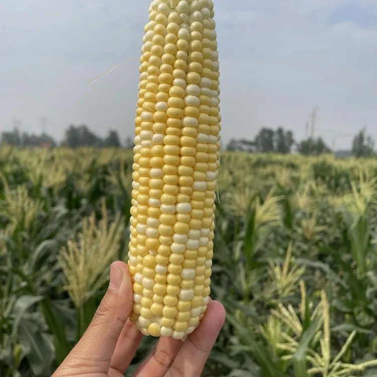 【顺丰包邮】湖北农家自种新鲜水果玉米甜玉米清甜多汁带皮现摘现发