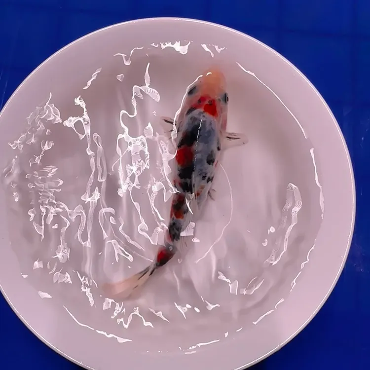 血统锦鲤渔场直发一物一拍乱拍随机发