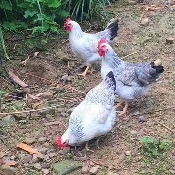 宠物白芦花鸡 包邮