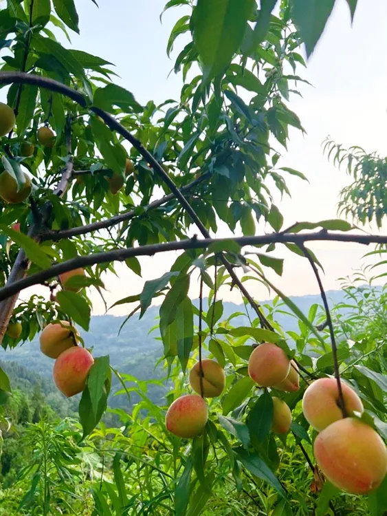 湖南麻阳高山黄桃锦绣黄桃脆甜爽口现摘现发