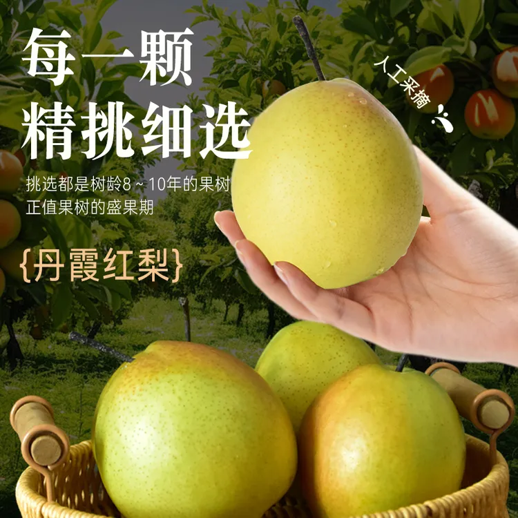 丹霞红香梨新鲜酥脆大果品质甘甜爽口口感味美细腻汁水充足梨子
