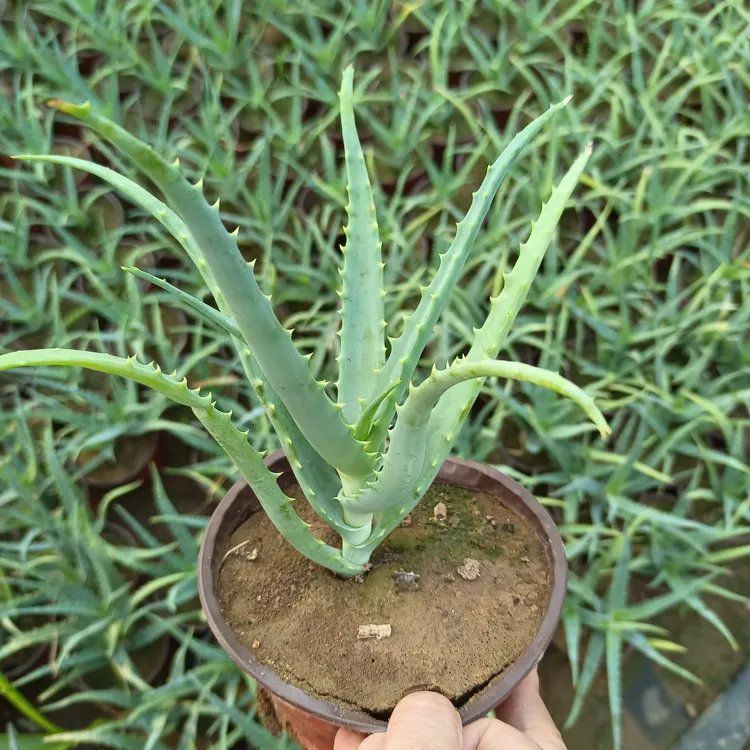 龙爪芦荟药用食用芦荟苗盆栽植物木立芦荟木剑
