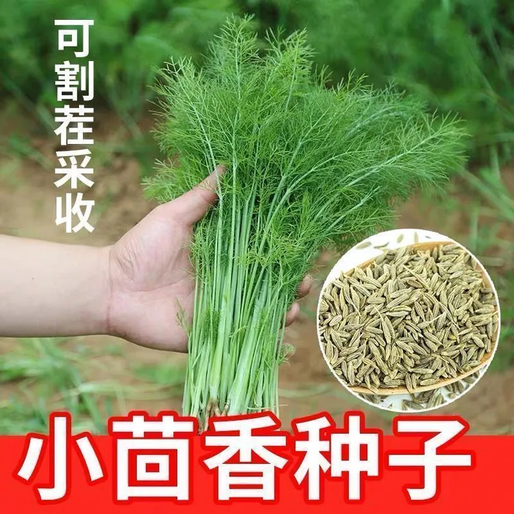 割茬茴香种子浓香型茴香菜回香小茴香种籽四季秋季耐寒农田清香 