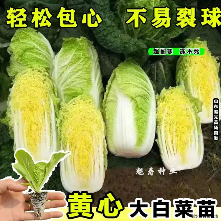 早熟黄心大白菜苗秧山东耐寒大白菜种籽苗秋冬季娃娃菜苗带土高产