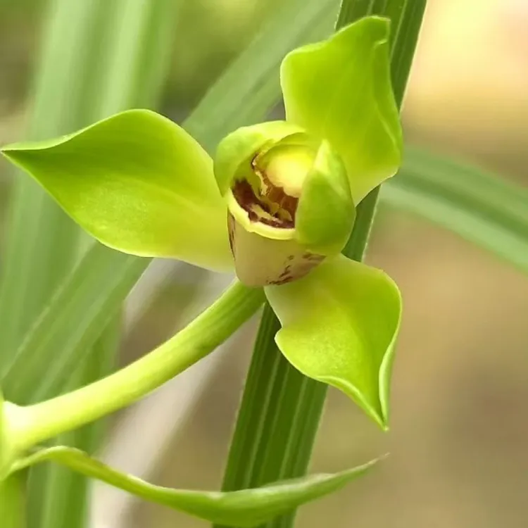 蕙兰【翠丰】灵巧仙 花期初春 绿蕙水仙之冠 优选壮苗茶空间茶室