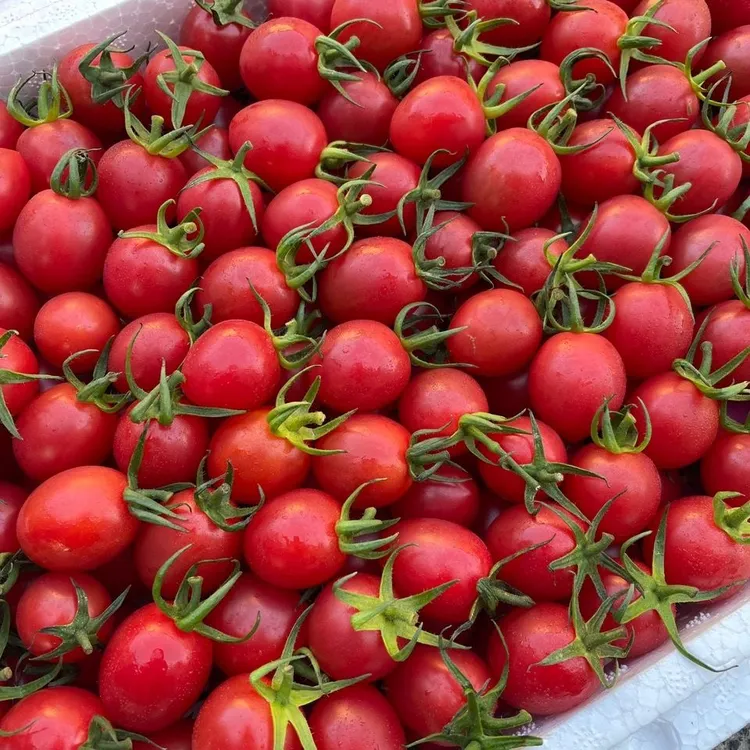 海南陵水千禧圣女果酸甜多汁新鲜小番茄水果南方热带水果包邮