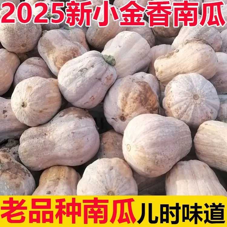 河南小金香板栗南瓜熟了新鲜应季蔬菜老南瓜农家自种软糯香甜
