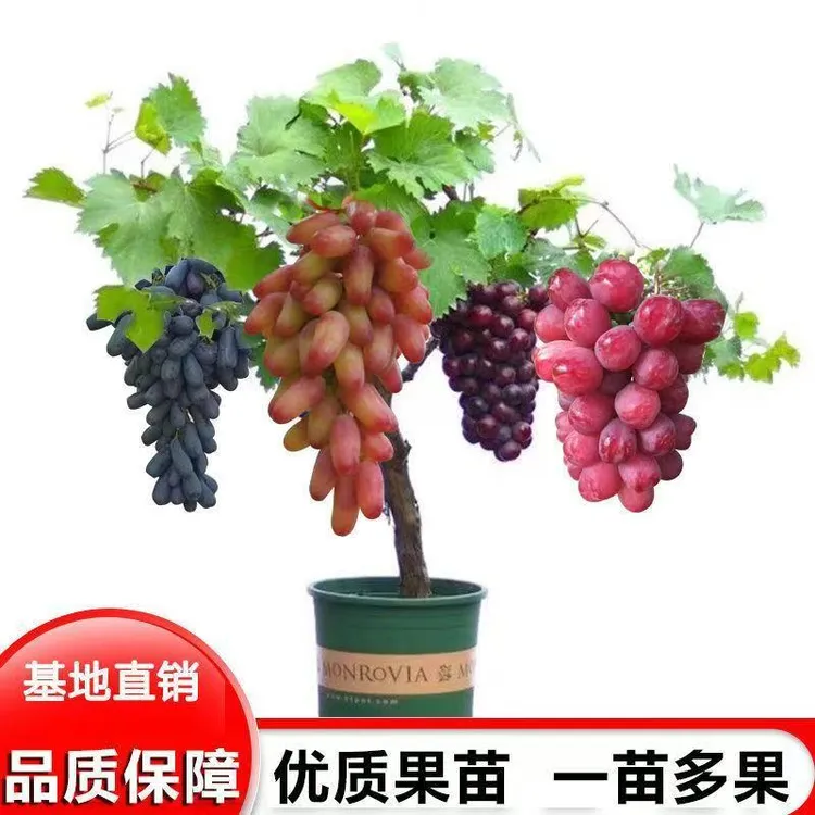 【一树多品种葡萄树苗】正宗优质对版 原土 好栽种易成活 