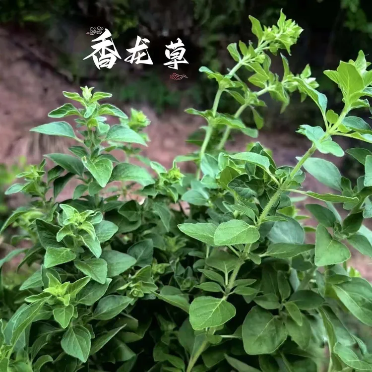 四川苍溪香炉草香浓草香露草香龙草泡水牛至独特的味道