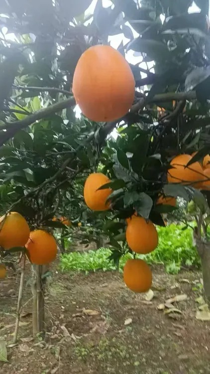 无品牌【湘宏】石门纽何尔自然成熟鲜甜多汁果园新鲜采摘当季水果