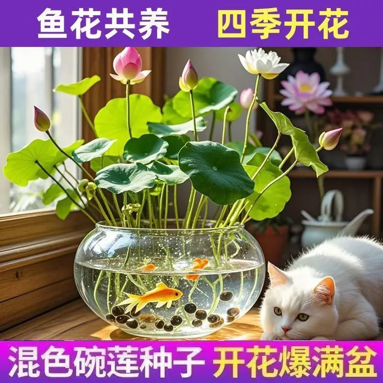 七彩四季开花睡莲碗莲种水培懒人绿植无土盆栽荷花莲子水养