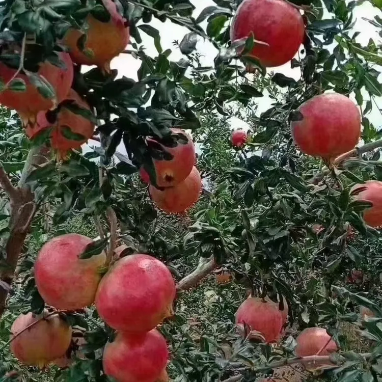 河南省突尼斯软籽石榴