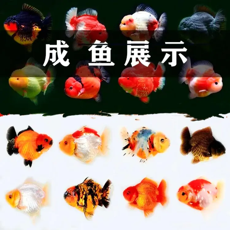 泰狮白虎玛丽混搭练手鱼