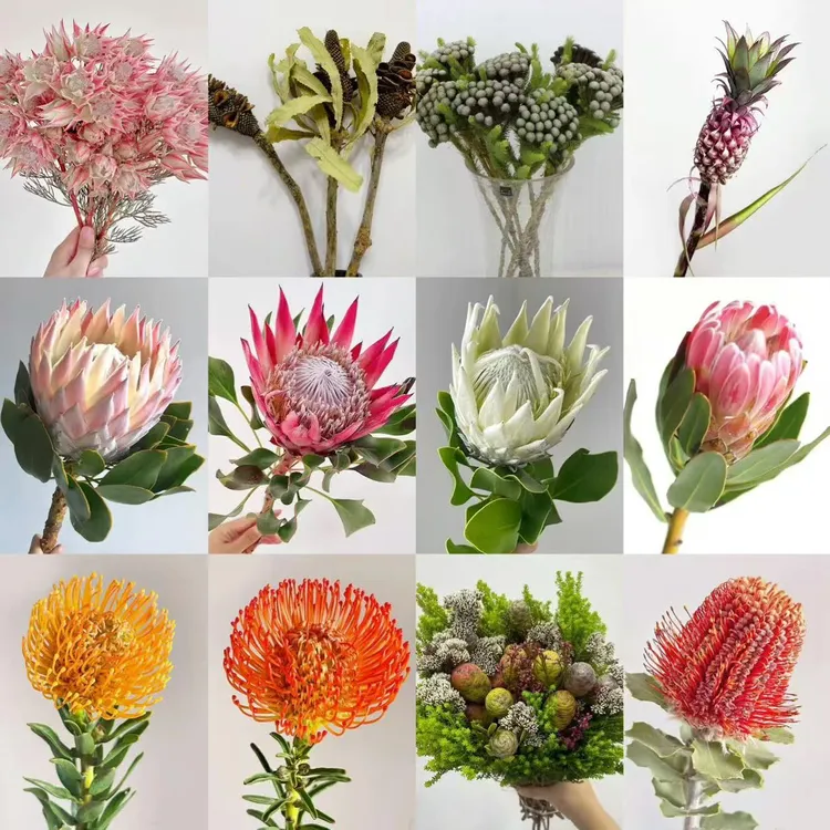 进口南非鲜切花帝王花公主花鲜花家用插花花束花卉直发鲜花仙子