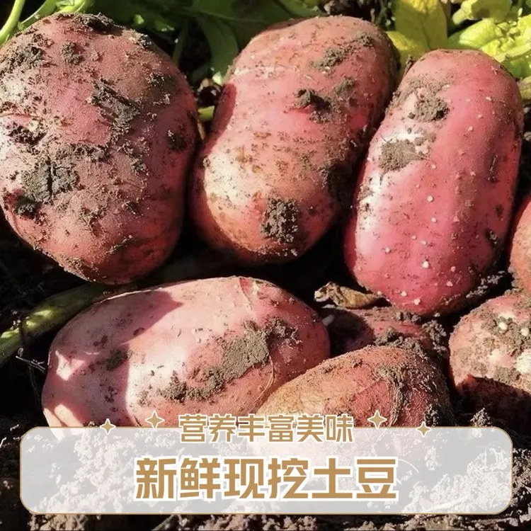 凉山彝族高山农家肥种植红皮土豆