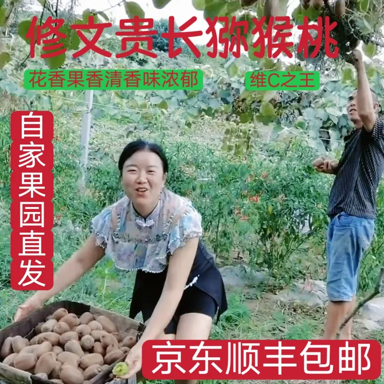 贵州修文贵长猕猴桃酸甜美味新鲜採摘顺丰京东发货【果野青春】