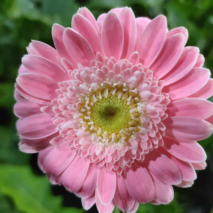 （芭比）高杆非洲菊四季开花多年生宿根苗花卉地栽盆栽阳台庭院室外