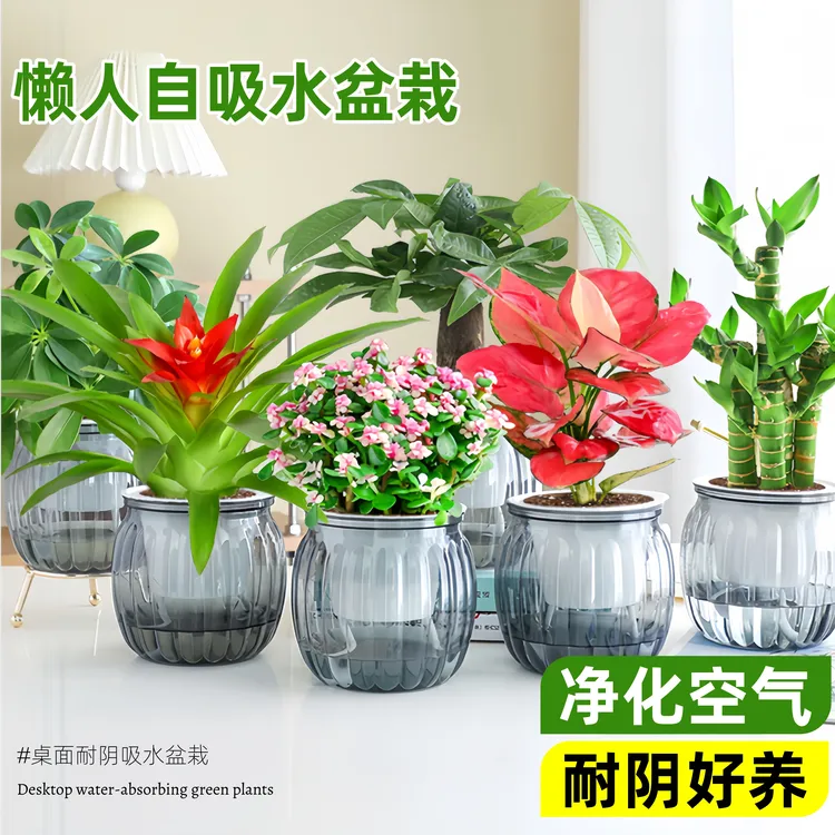 水培发财树栀子花金钻富贵竹绿萝净化空气室内办公室桌面小盆栽