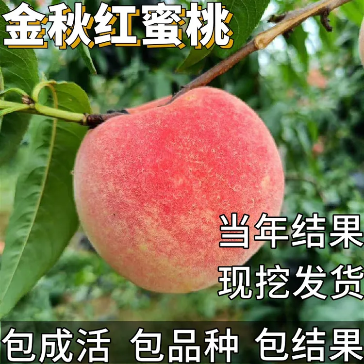 金秋红蜜桃苗南北方耐寒特大号桃树果苗盆栽嫁接矮化晚熟当年结果