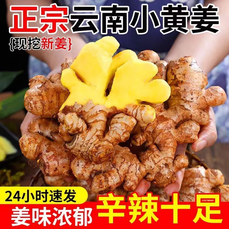 【新鲜现挖】云南高原自家种植山地小黄姜 生姜 老姜香味浓郁辛辣