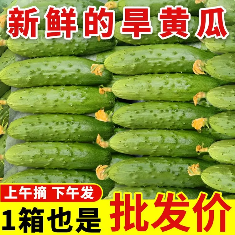 【湖北随州】带刺现摘黄瓜旱黄瓜黄瓜生吃黄瓜水果黄瓜新鲜脆甜水果