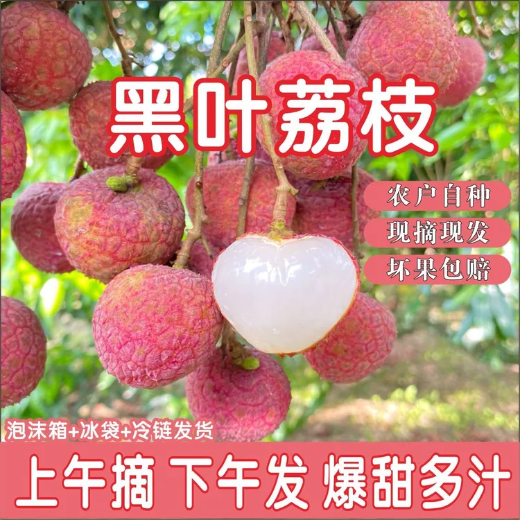 【顺丰冷链】新鲜现摘现发福建漳州当季黑叶荔枝香甜可口