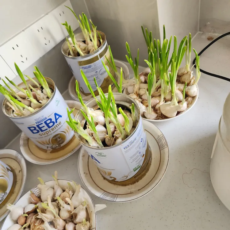 正宗山东苍山白皮带芽大蒜种吃有机蒜苗吃有机蒜头