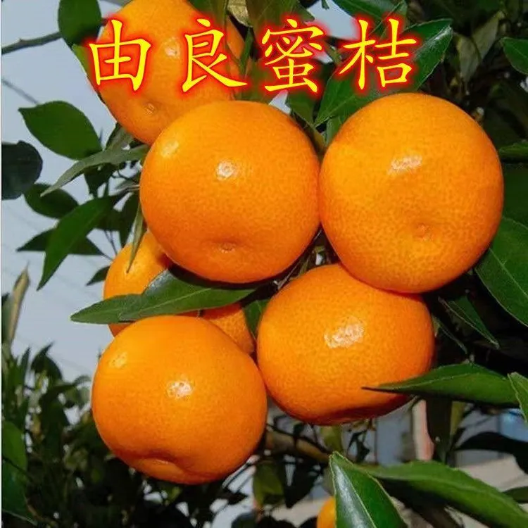 正宗由良蜜桔苗橘子树苗盆栽地栽嫁接柑桔果树果苗当年结果果树苗