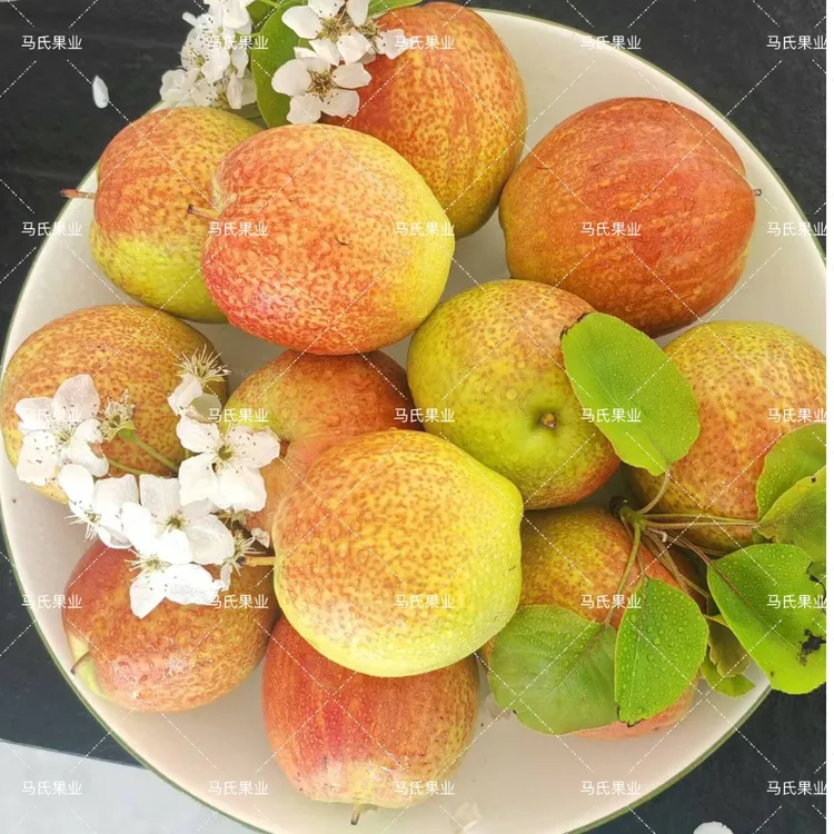 山东媚梨纯甜不酸皮薄多汁清甜可口