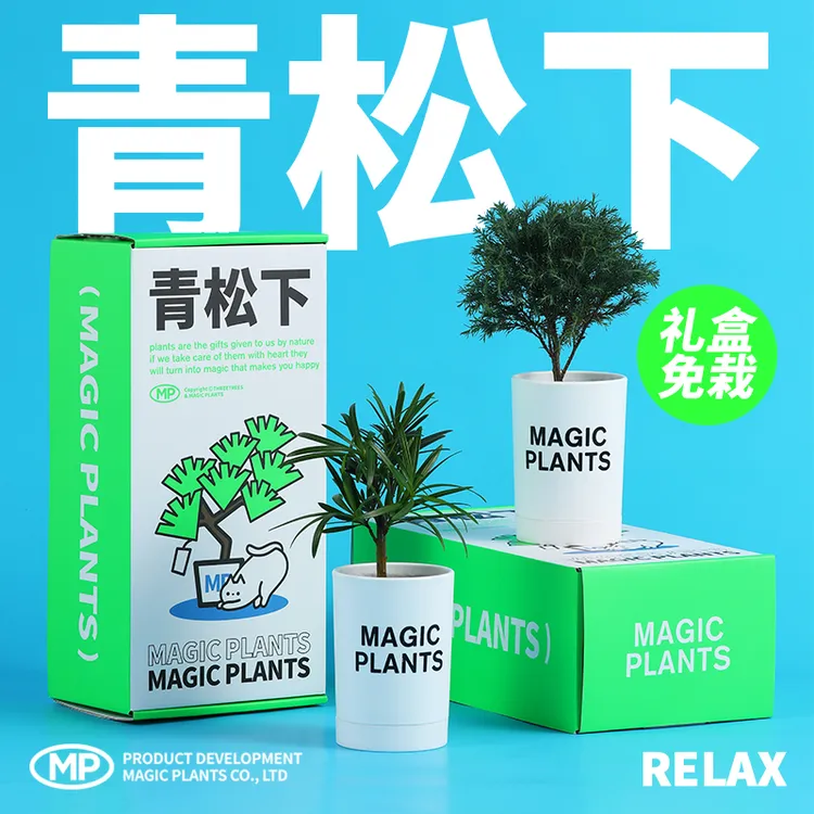 神奇植物-青松下雾松罗汉松放青松四季绿植盆栽桌面