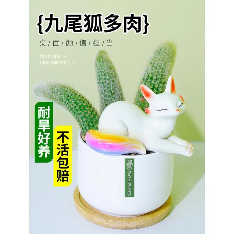 九尾狐多肉植物长毛摆件专用花盆白毛阳台盆栽好养活庭院耐旱趣味