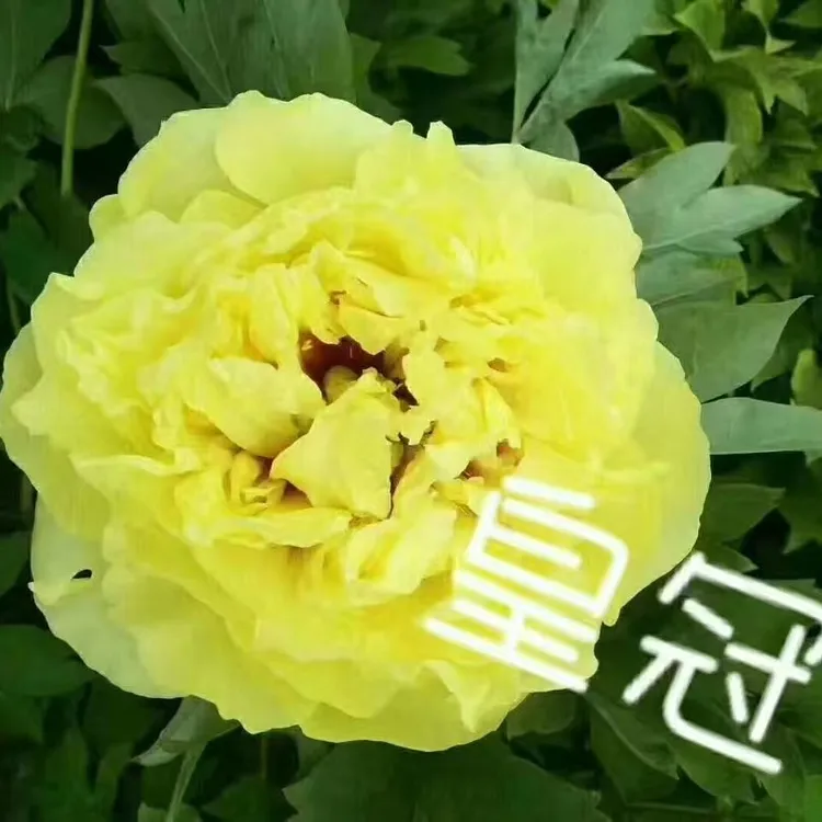 菏泽花侍牡丹芍药