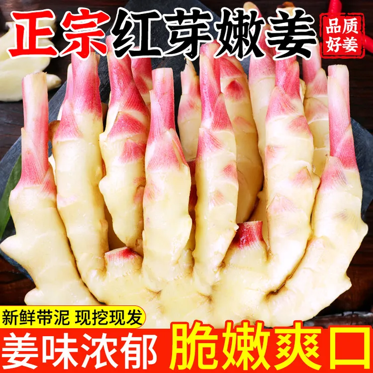四川新鲜红芽嫩姜板姜根根姜醋泡嫩子姜腌生姜现挖现发带泥嫩生姜