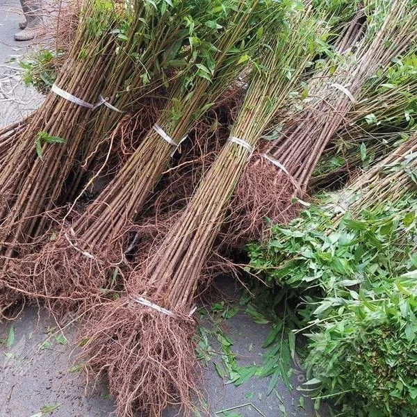 优质毛桃树苗南北方可种植未嫁接可嫁接桃李杏砧木苗果苗基地直发