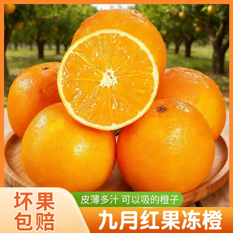 湖北秭归九月红果冻橙新鲜水果当季现摘现发爆汁橙子