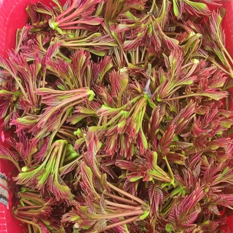 贵州2025年老树头茬红油香椿芽
