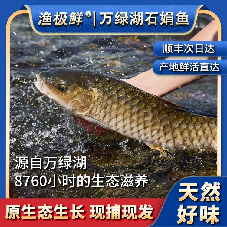 【渔极鲜】万绿湖石娟鱼-军鱼刺身鱼生烤鱼宴请送礼新鲜全国活发