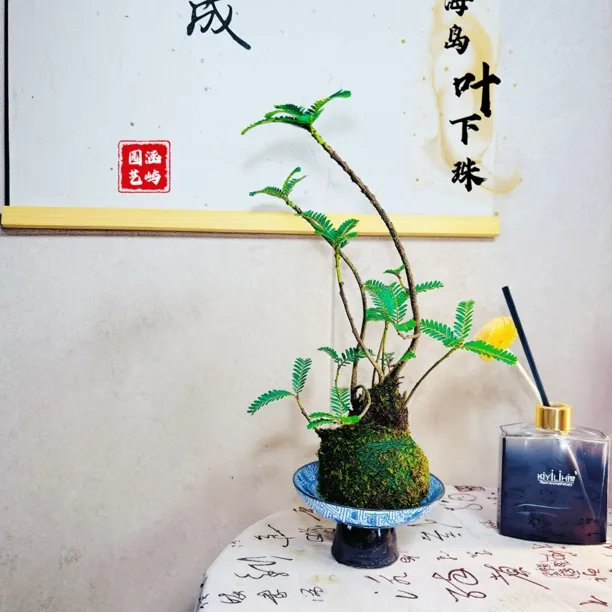 海岛叶下珠苔藓球稀有耐阴四季常青办公室客厅观叶小盆栽水培好养