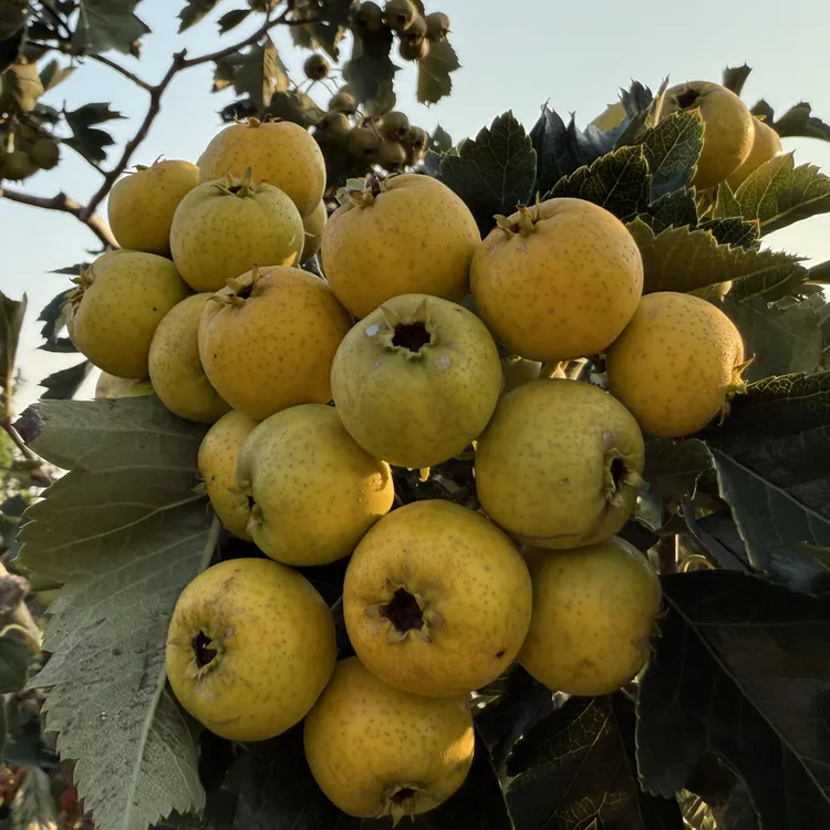 新鲜黄山楂果甜口金如意山楂农家自种鲜果