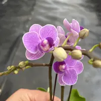 鲜花《欧洲小兰》蝴蝶兰云南源头基地直发（拍3颗配赠篮子）