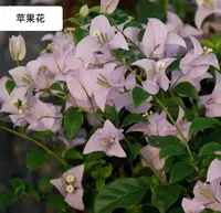 苹果花 稀有品种原盆袋苗勤花复花快好养易活三角梅