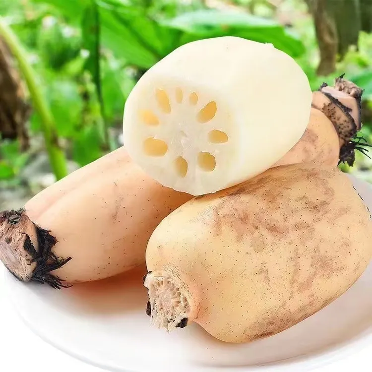 湖北洪湖新鲜现挖新花脆莲藕当季蔬菜清炒清甜脆嫩可凉拌