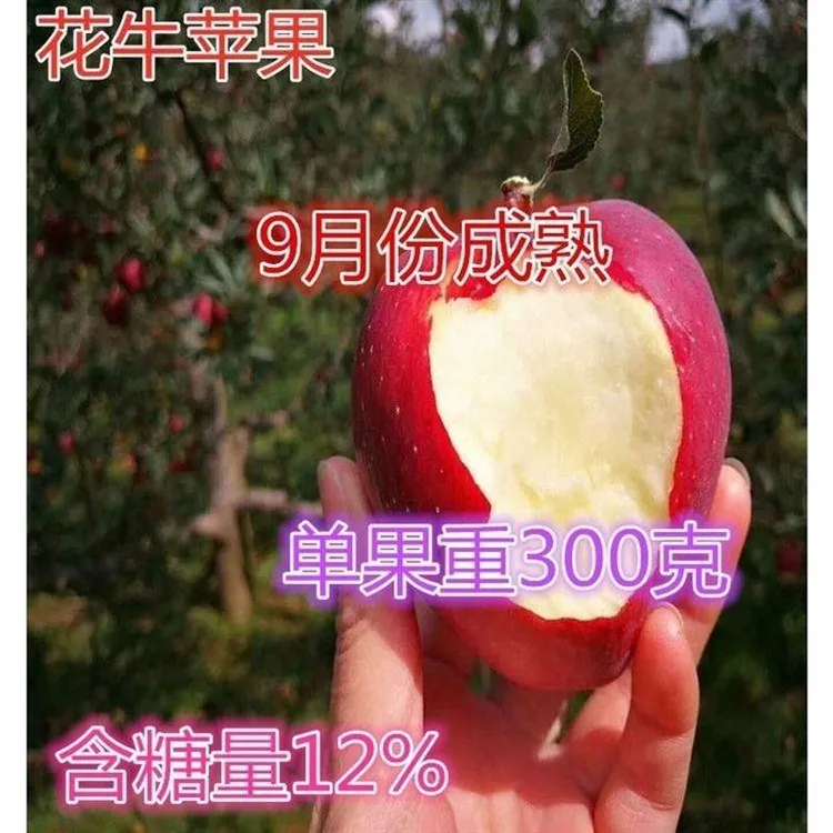 新品种苹果树苗花牛苹果树苗盆栽地栽耐寒嫁接苹果树苗当年结果