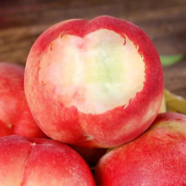 小耘乡山东新鲜金秋水蜜桃脆甜多汁现摘现发当季新鲜水果