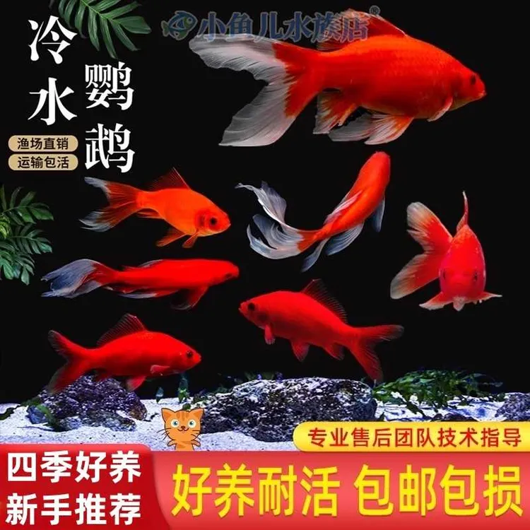 冷水鹦鹉鱼招财鱼淡水鱼好养耐活发财鱼活体金鱼苗冷水观赏鱼