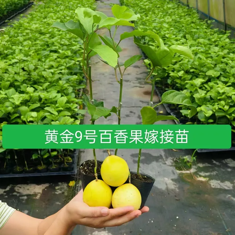 当年结果百香果苗果树