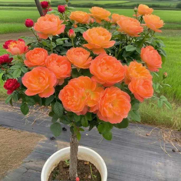 精品树桩棒棒糖玫瑰花月季花浓香果汁阳台盆栽庭院植物月季树